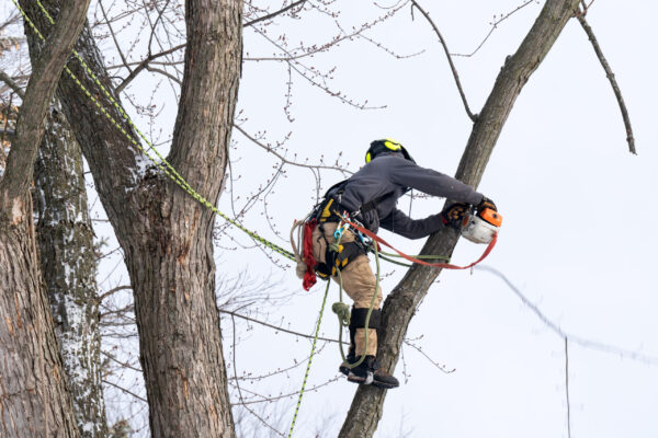 A professional tree surgeon cuts and trims a tree in winter time