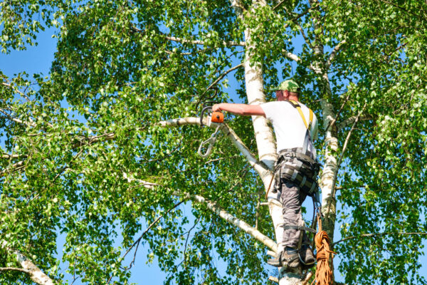 Close-up mature professional male tree trimmer high in top birch tree cutting branches with gas powered chainsaw and attached with headgear for safe job. Expert to do dangerous work.