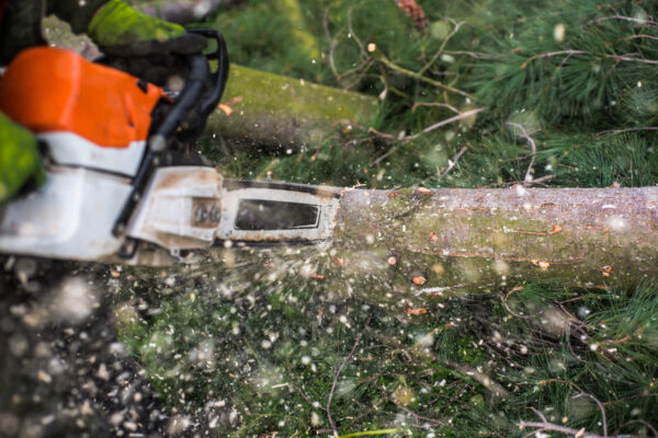 A close-up of lumberjack with chainsaw cutting a tree, midsection.