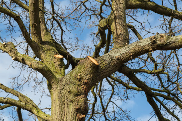 large overhanging branches have been cut by a tree surgeon, arborist, living the stumps where the branches were and rings can be seen in the wood.